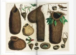 Arte*Taschen Seba. Cabinet of Natural Curiosities