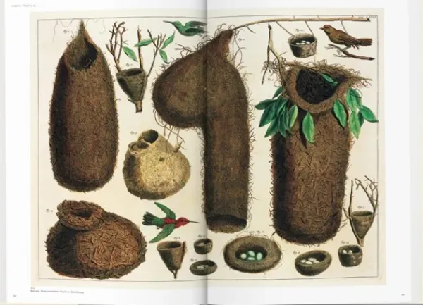 Arte*Taschen Seba. Cabinet of Natural Curiosities