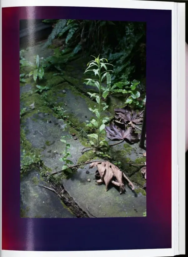 Fotografía*Taschen Wolfgang Tillmans. four books. 40th Ed.